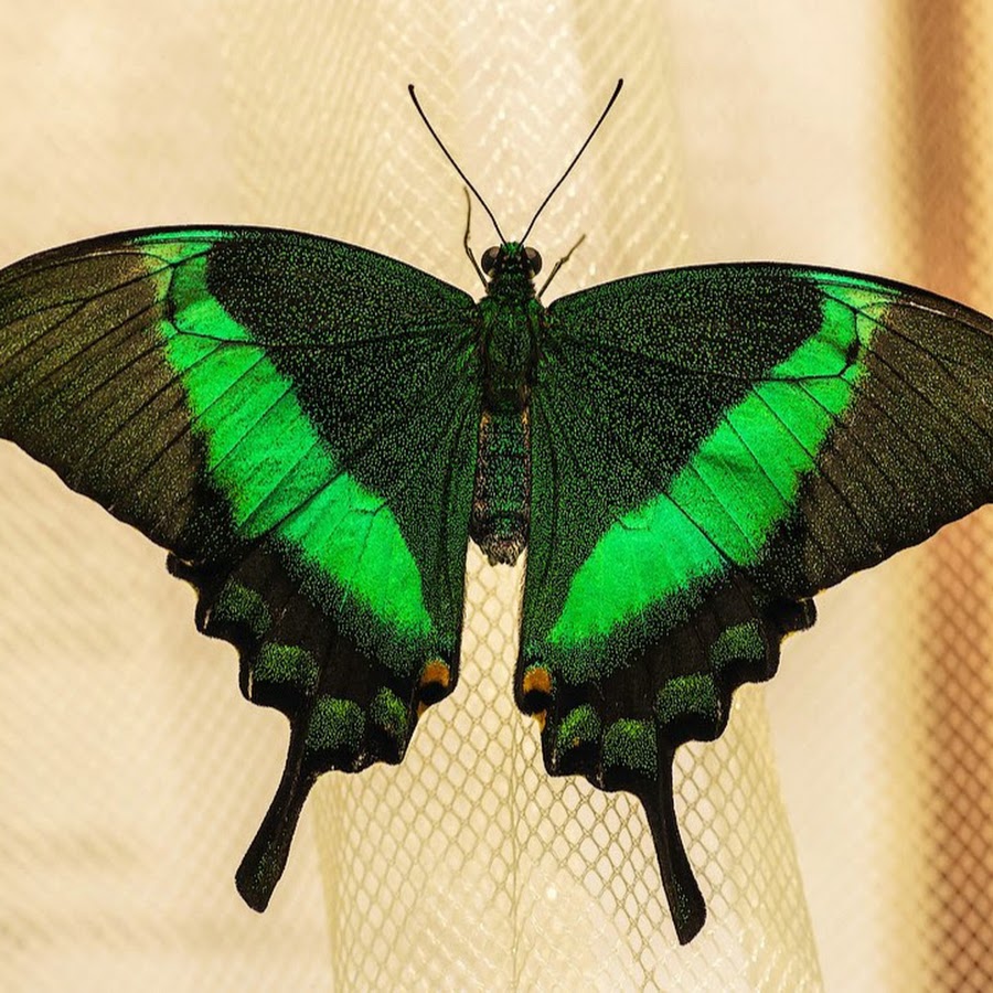 Изумрудный Махаон бабочка. Тропические бабочки. Зеленая бабочка. Салатовая бабочка. Черно зеленая бабочка