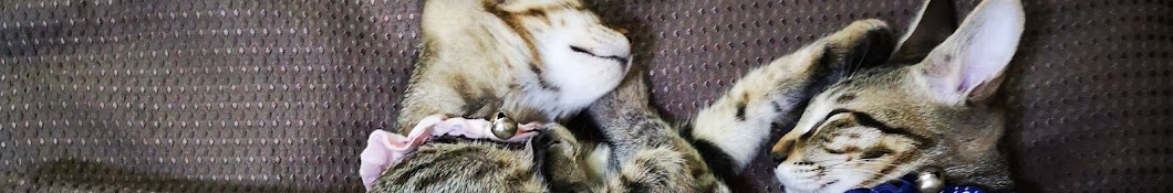 キジトラ猫のアムとパオ