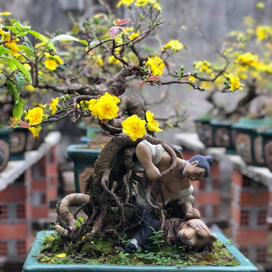 Bonsai Art  @tambonsaibinhinh2645