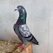 Pigeons Ki Pehchan