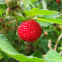 きのまま里山植物部