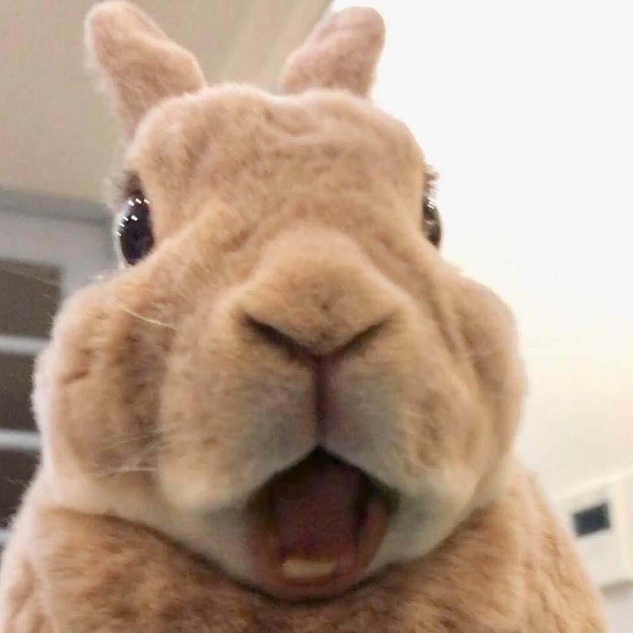 Funny bunny steam фото 27