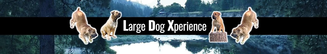 Dogxperience