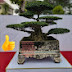 bonsai quốc huy