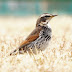 バードウォッチャー佐藤  Birding in JAPAN