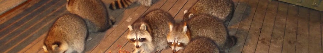 James Blackwood - Raccoon Whisperer