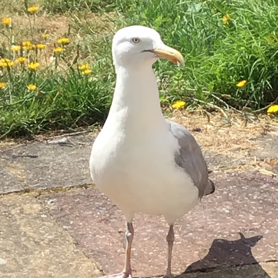 Impy the wild Seagull - YouTube