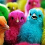 Ayam Rainbow Gokil