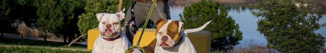 GADIRBULLS AMERICAN BULLDOG