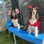 Ember and Cole's English Springer Spaniel Family