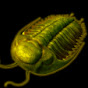 Golden Trilobite