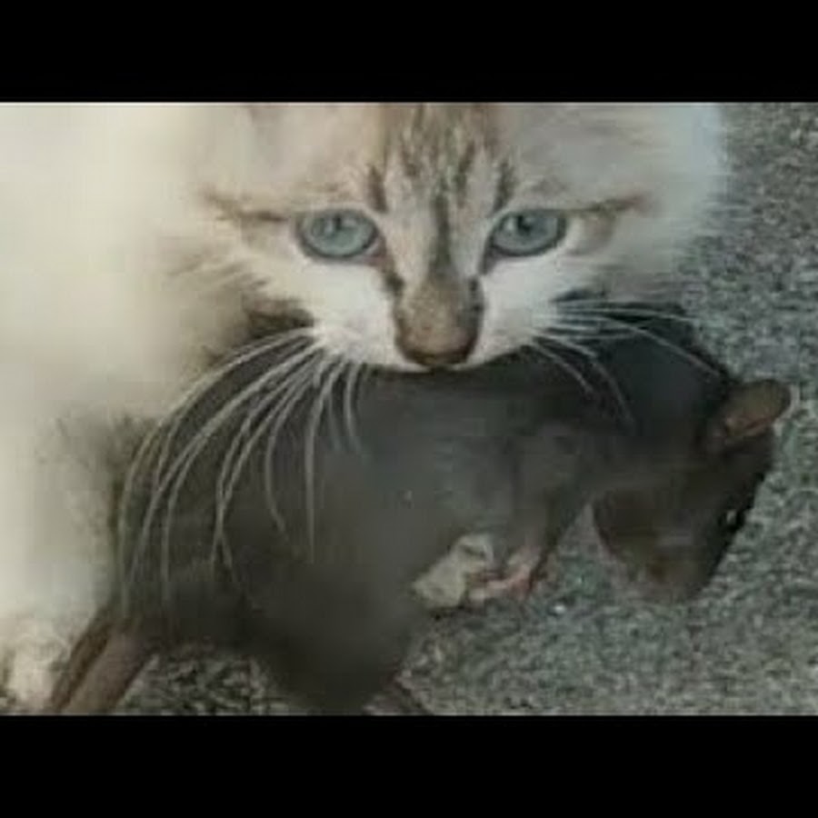Мама принесла котенка. Кошка учит котят ловить мышей.