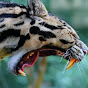 Inno clouded leopard