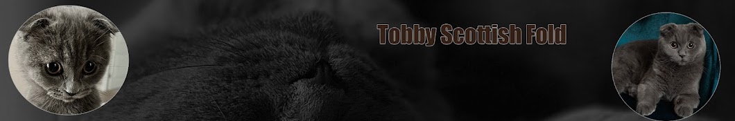Tobby Scottish Fold