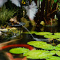 Bảo Lộc Water Gardens - Hồ Koi tự nhiên