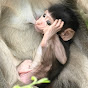 Baby Monkey tv