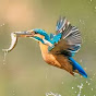 Kingfisher 