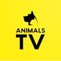Animals Tv