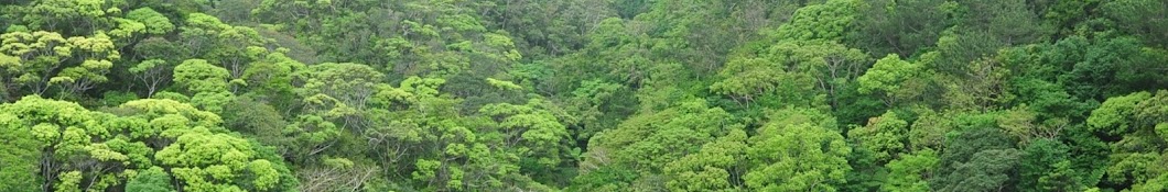 nature okinawa mik moth