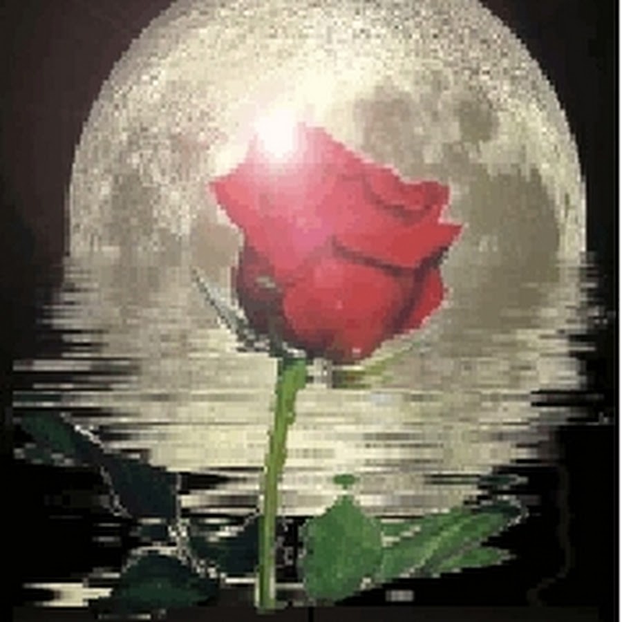 луна и розы картинки