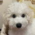 Bichon Frise Family