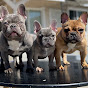 Hollywood Gold Frenchie’s