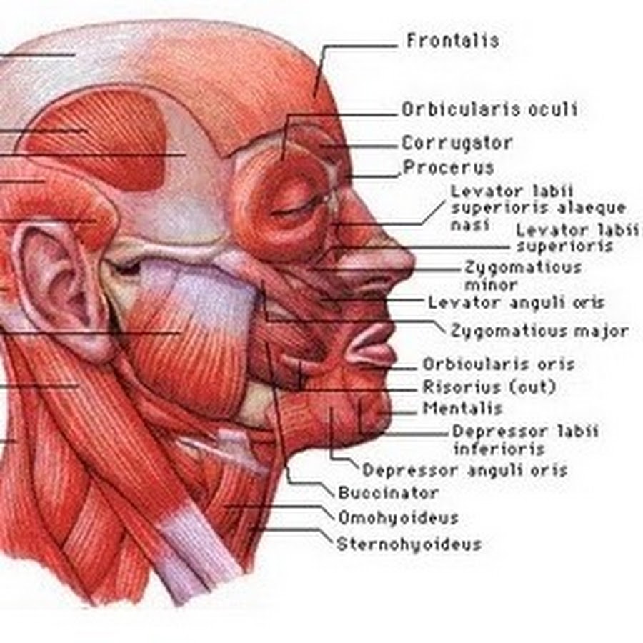 Мышцы головы картинки