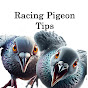 racing pigeons