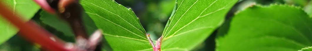 홍철웅목사 [동북아순복음교회]