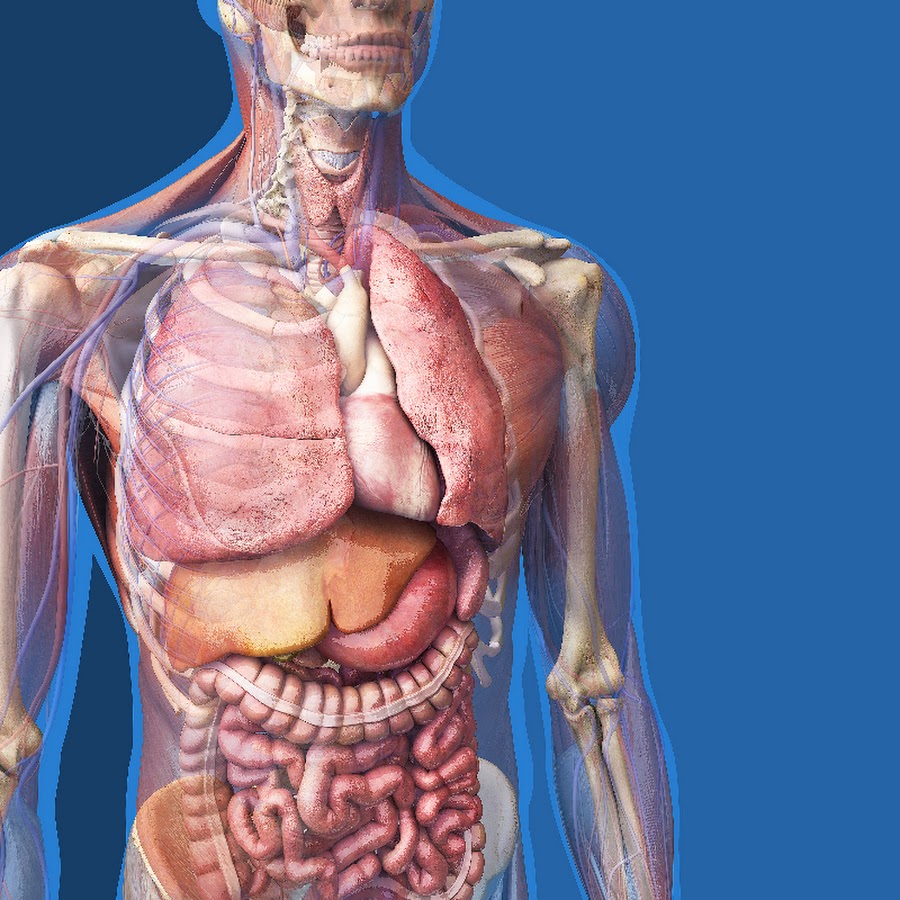 Human s body. Человеческий организм анатомия. Анатомия Человекова тела.