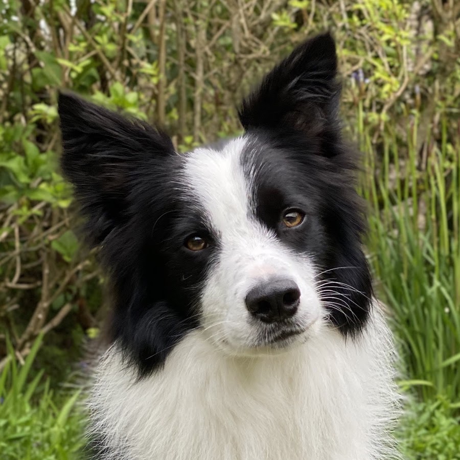 Rory the Quirky Border Collie Tricks
