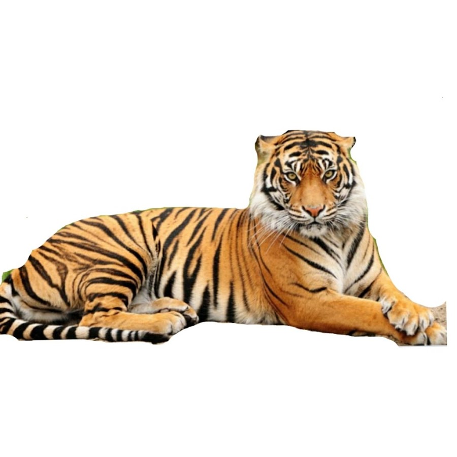 Рисунок лежащего тигра