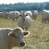 Ferme Cédric and Flavie