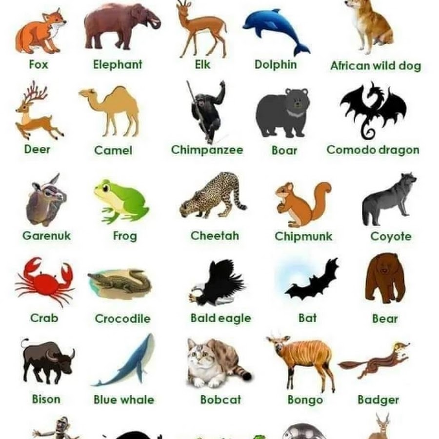 Имя animals. Животные по английскому. Все животные на английском. Имя животные по английский. Wild animals на английском.