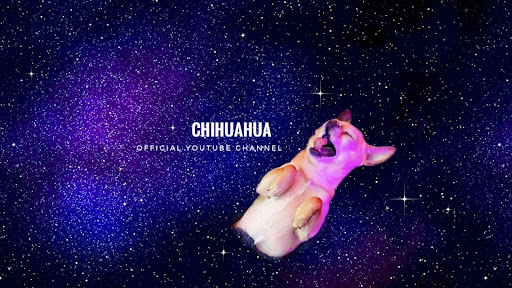 asmrchiwawa 🐾 banner