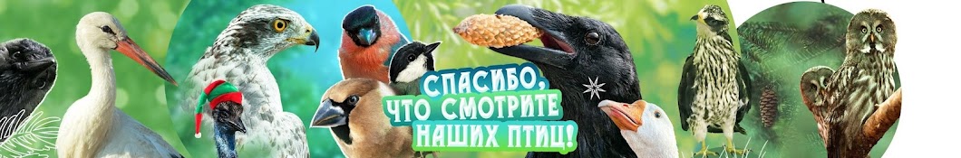 Center of rehabilitation of wild birds 