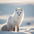 White Fox