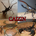 CAIZIN ケインの節足動物バトル Arthropod Showdown 