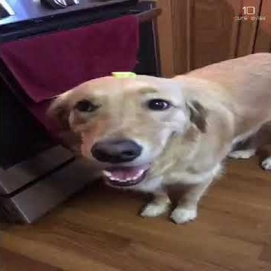 Butter dog. Dog with the Butter. Butter Dog mem. Butter Dog meme.