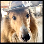 Cowboy the Collie