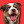 YourDogsBestFriendForever avatar