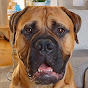 Bullmastiff ND