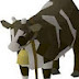 dairycowTV