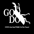 Godo's Wild