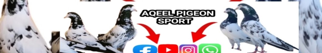 Aqeel Pigeon Sport