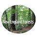 New England Forests