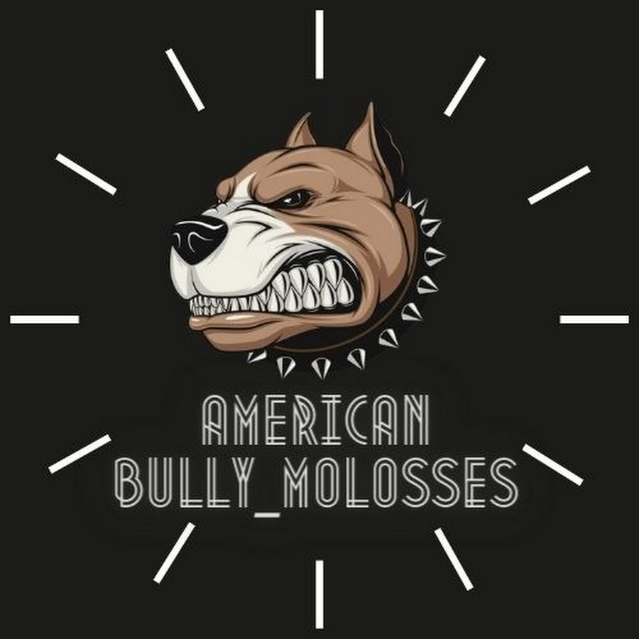 Américan Bully_Molosses