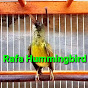 Rafa Hummingbird
