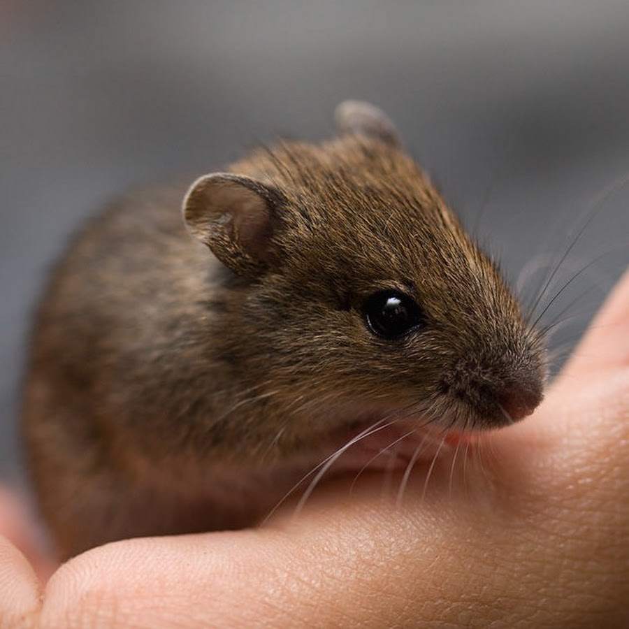 Семя мыши. Мышь. Маленькие Грызуны. Маленькая мышь. Мышка зверек.