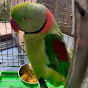 Talking parrot